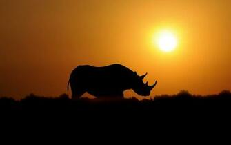 Rhino Wallpaper