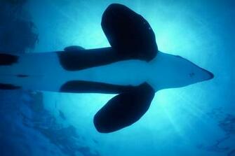 Orka Achtergronden HD Wallpaper
