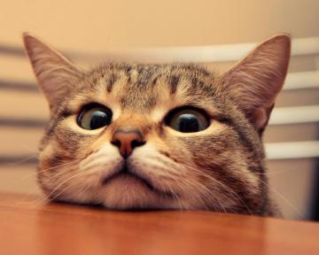 Funny Cat Wallpaper And