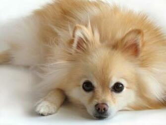 Pomeranian Dog Widescreen Wallpaper Dogbreedswallpaper