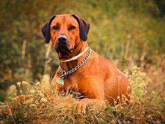 Best Rhodesian Ridgeback Wallpaper