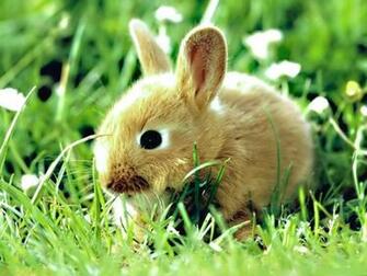 Baby Bunny Image Wallpaper Photos