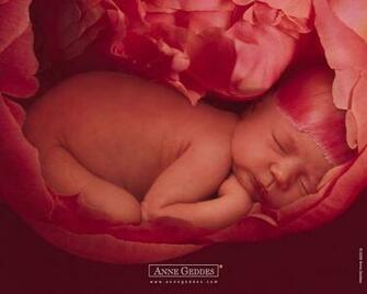 Wallcoo Net Photography Annegeddes