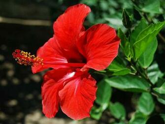 Wallpaper Hibiscus Flowers