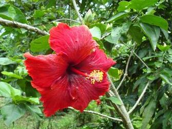 Hibiscus Flower Wallpaper HD Widescreen
