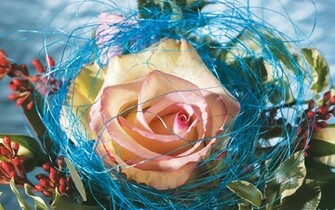 Rose Flower Wallpaper Top HD