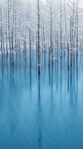 Winter Snow Trees iPhone Wallpaper