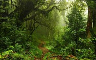 Forest Path Wallpaper Background HD Jpg