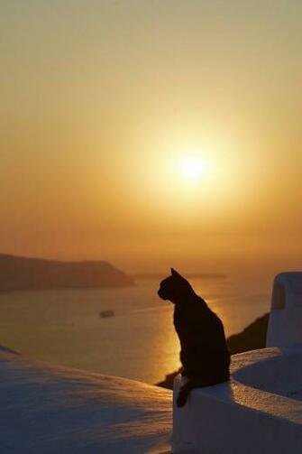 At Santorini Greece Cats Crazy Cat Wallpaper