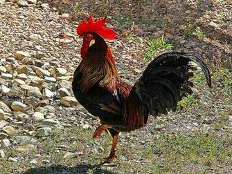 Bird Rooster HD Wallpaper