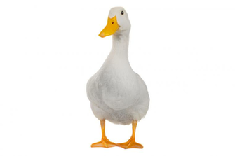 Duck White Background Isolated Image All