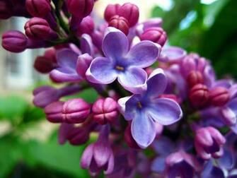Lilac Uploaded Silvery S Original