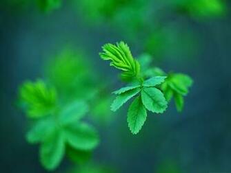 Wallpaper Background Green Spring Leaves The Best Time Of Year