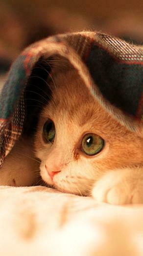 Sleepy Cat Wallpaper iPhone