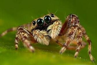 Animals Planet Most Beautiful Wallpaper