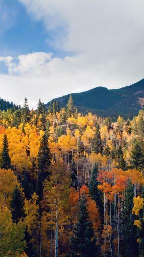 Fall Nature Mountain Wood Forest Tree Sky Summer iPhone Plus