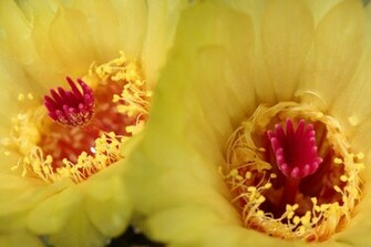Flower Wallpaper Yellow Flowers