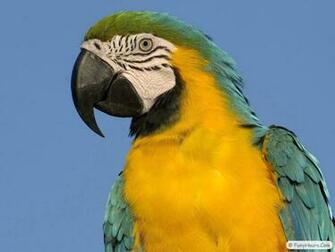 More Exotic Birds Wallpaper Your Title