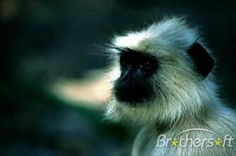 Monkey Pg Screensaver A Great Image Slideshow For Your
