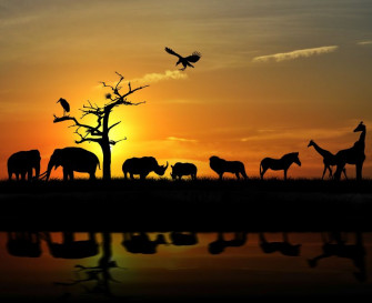 Safari Sunset Mural Murals Your Way
