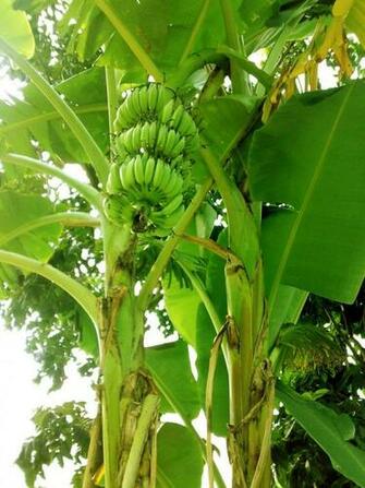 Banana Tree Desktop Wallpaper