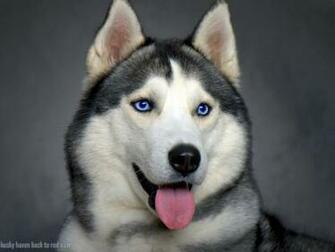 Siberian Husky Wallpaper HD For Desktop All Puppies Pictures