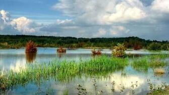 Swamp Wallpaper