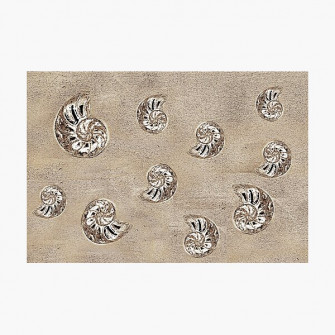 Ammonites Photographic Print By Geopipics Wallpaper