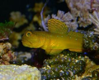 Watchman Goby Wallpaper High Quality