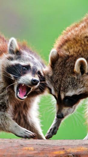 Animals Wallpaper For Mobile Phone Back To