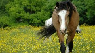 Brown And White Horse Wallpaper HD Background