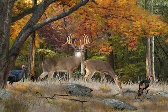 Whitetail Deer Art Img Fine Painting