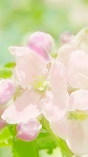 Flower iPhone Plus Wallpaper HD