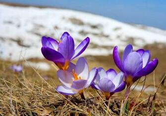 Spring Wallpaper Desktop HD