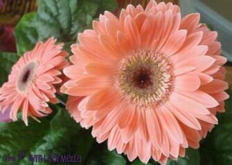 Peach Flowers