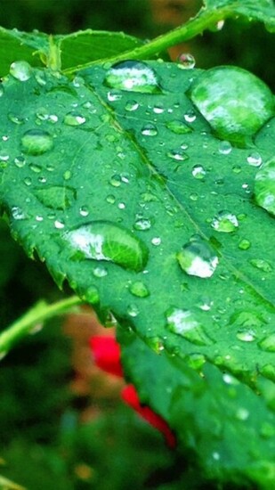 Green Rose Leaf Wallpaper iPhone