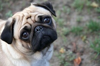 All Wallpaper Pug Dog HD