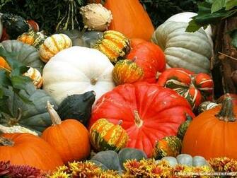 Pumpkins Photos Pictures Pumpkin Wallpaper