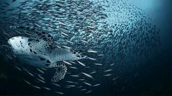 Colorful Sea Creatures Wallpaper Web Design Burn