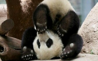 Panda Pandas Baer Bears Baby Cute Wallpaper