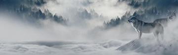 Wallpaper Two Wolves Forest Fog UHD 4k Picture Image