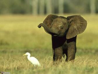 Baby Elephant Play Wallpaper S