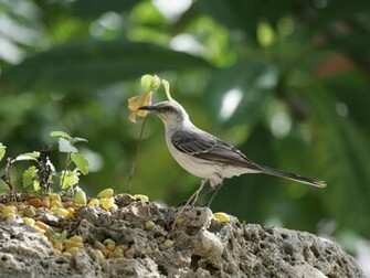 Tropical Mockingbird Wallpaper For Pc Birds