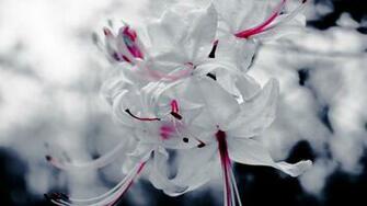 Wallpaper Pictures For Desktop Background Timeline Cover