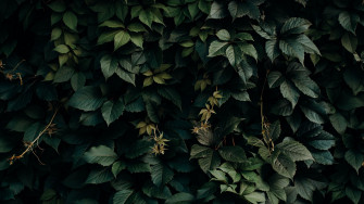 Leaves Green Shade Dark Vegetation 4k HD Wallpaper