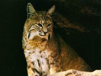Lynx Wallpaper First HD