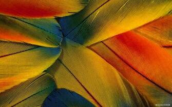 Close Up Feather Wallpaper