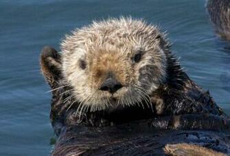 Turtle Cute Baby Sea Otters