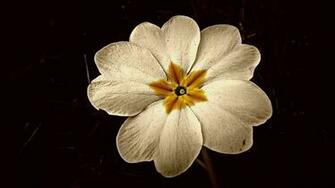 Vintage Flowers Wallpaper HD