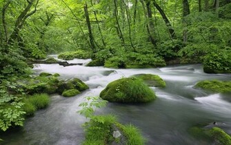 Nature Wallpaper Green Spring Forest